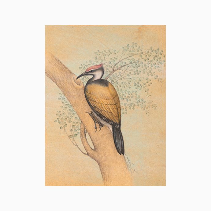 Golden Backed Woodpecker