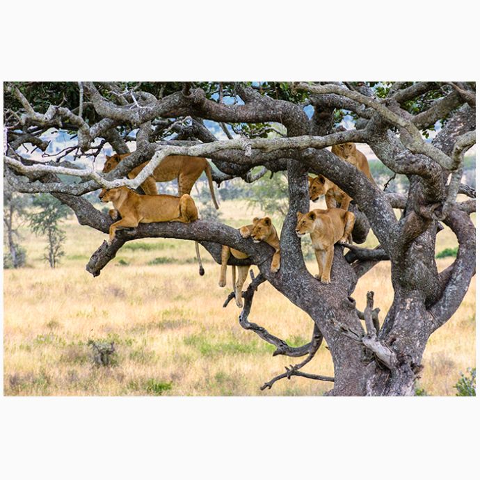 Tree Climbing Lions of Serengeti